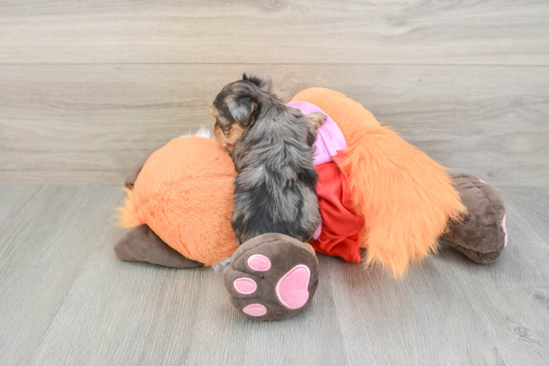 Meet Anastasia - our Yorkie Poo Puppy Photo 2/3 - Florida Fur Babies