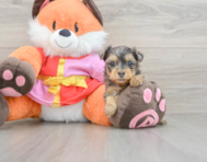 8 week old Yorkie Poo Puppy For Sale - Florida Fur Babies