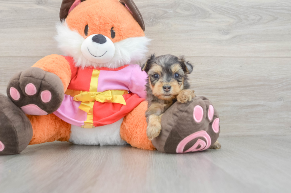 5 week old Yorkie Poo Puppy For Sale - Florida Fur Babies