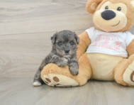 7 week old Yorkie Poo Puppy For Sale - Florida Fur Babies