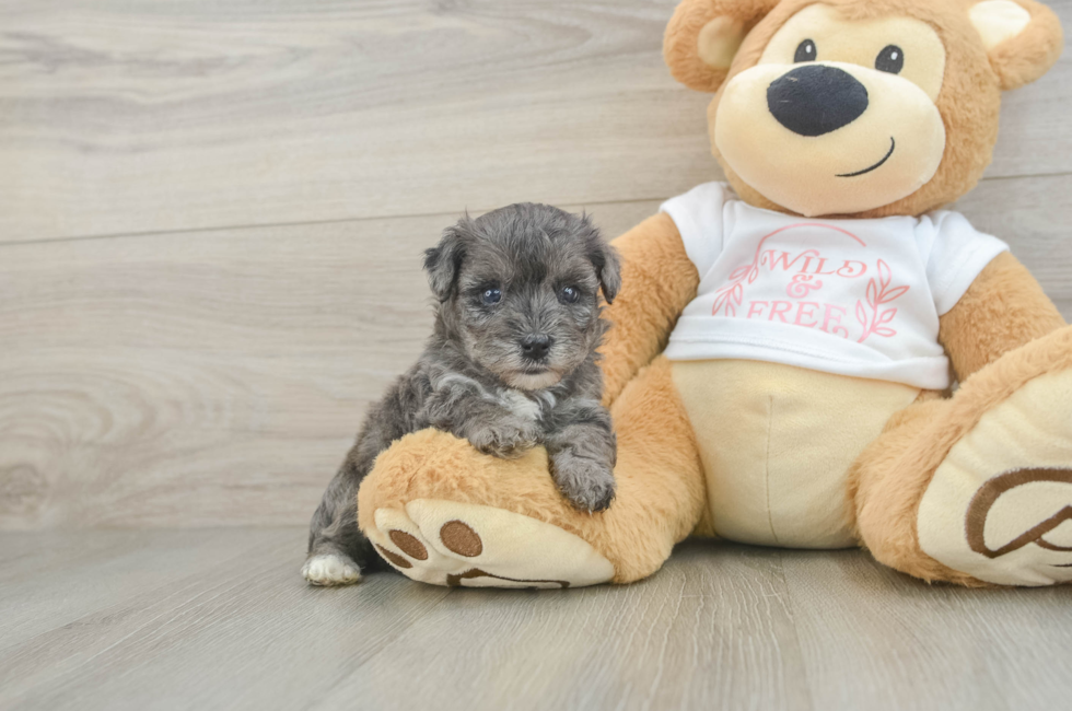 5 week old Yorkie Poo Puppy For Sale - Florida Fur Babies