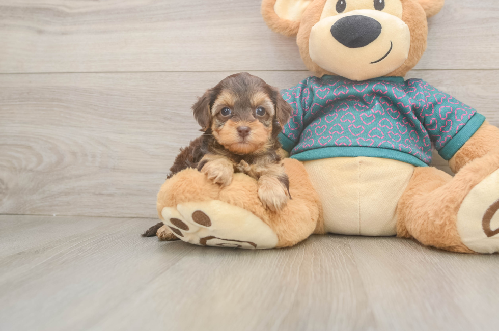 5 week old Yorkie Poo Puppy For Sale - Florida Fur Babies