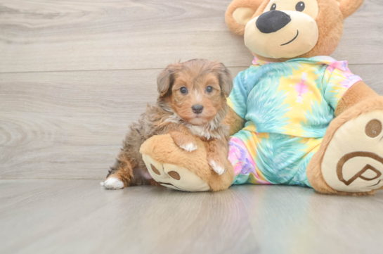 5 week old Yorkie Poo Puppy For Sale - Florida Fur Babies Yorkie Poo Pup Being Cute
