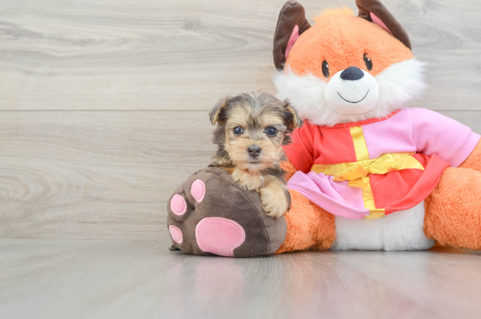 5 week old Yorkie Poo Puppy For Sale - Florida Fur Babies
