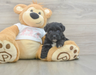 7 week old Yorkie Poo Puppy For Sale - Florida Fur Babies