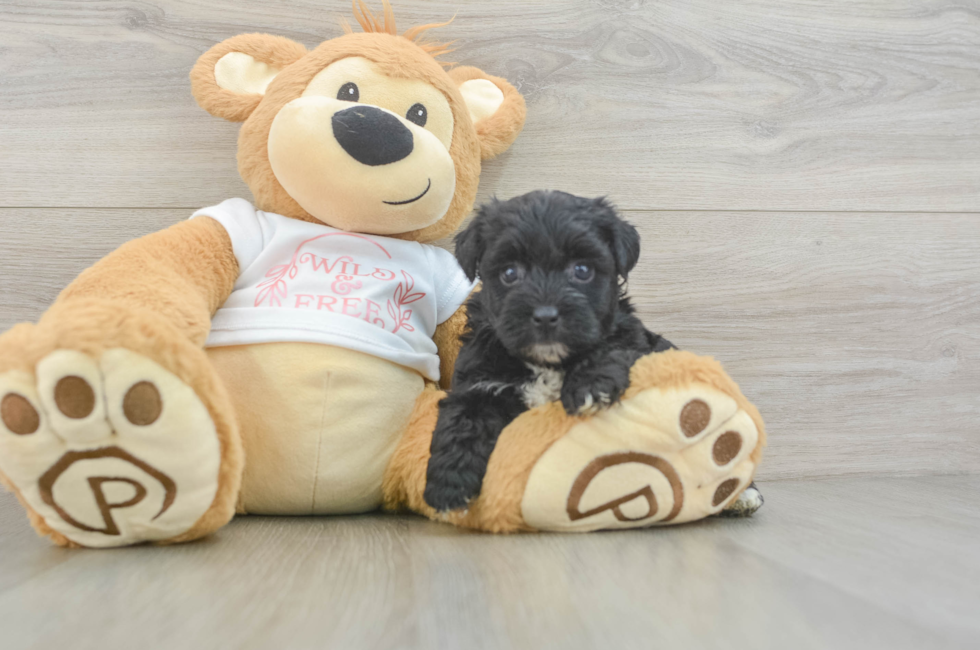 5 week old Yorkie Poo Puppy For Sale - Florida Fur Babies