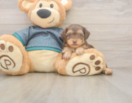 8 week old Yorkie Poo Puppy For Sale - Florida Fur Babies