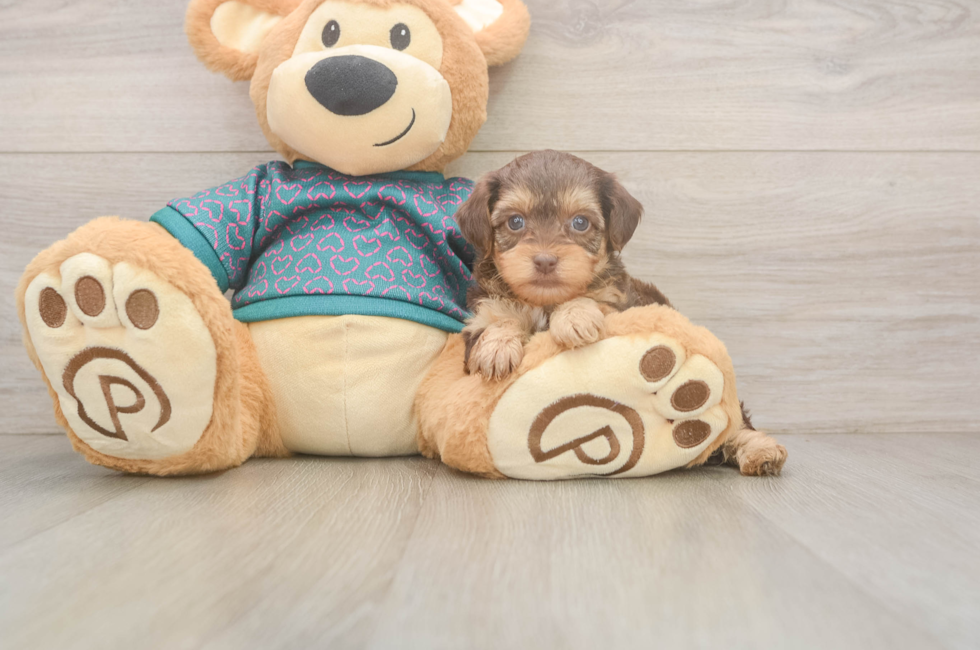 5 week old Yorkie Poo Puppy For Sale - Florida Fur Babies