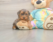 6 week old Yorkie Poo Puppy For Sale - Florida Fur Babies