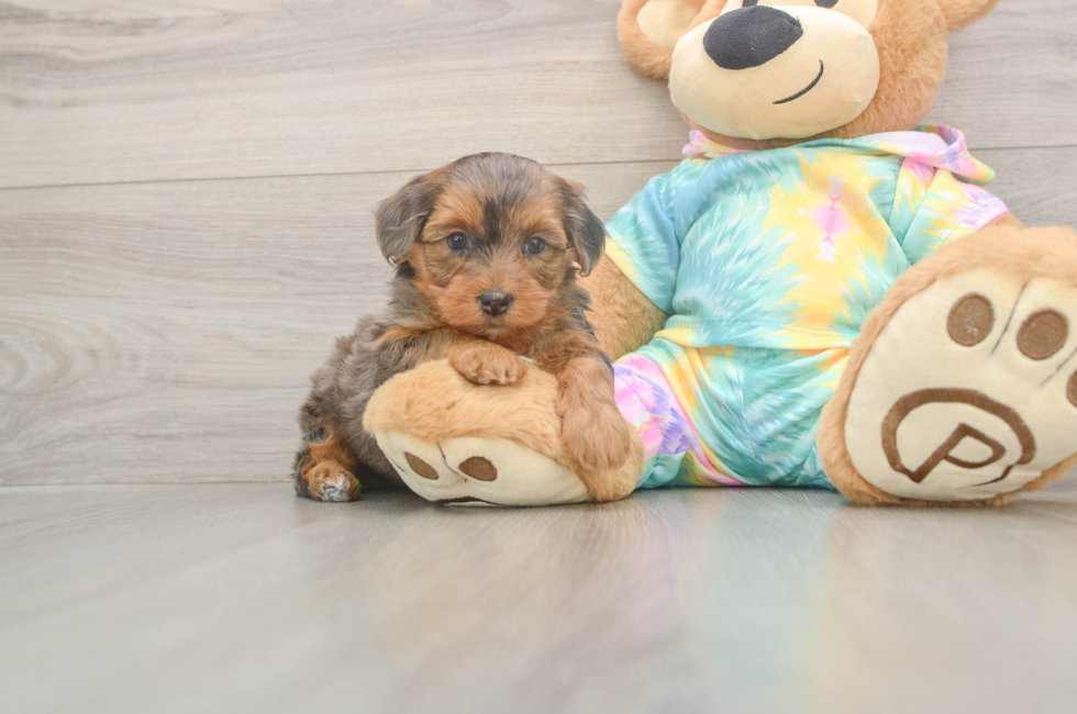 5 week old Yorkie Poo Puppy For Sale - Florida Fur Babies