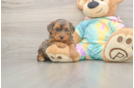 Meet Ares - our Yorkie Poo Puppy Photo  1/3 - Florida Fur Babies Best Yorkie Poo Baby
