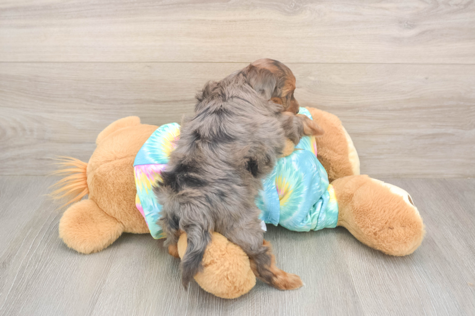 Meet Ares - our Yorkie Poo Puppy Photo  3/3 - Florida Fur Babies Energetic Yorkipoo Poodle Mix Puppy