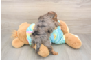 Meet Ares - our Yorkie Poo Puppy Photo  3/3 - Florida Fur Babies Energetic Yorkipoo Poodle Mix Puppy