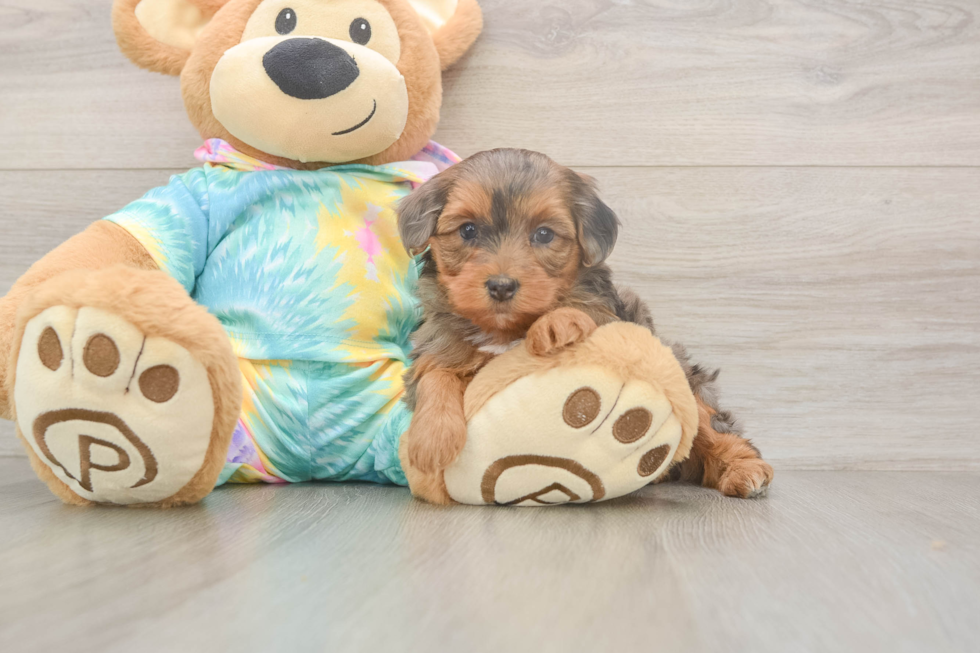 Meet Ares - our Yorkie Poo Puppy Photo  2/3 - Florida Fur Babies Popular Yorkie Poo Poodle Mix Pup