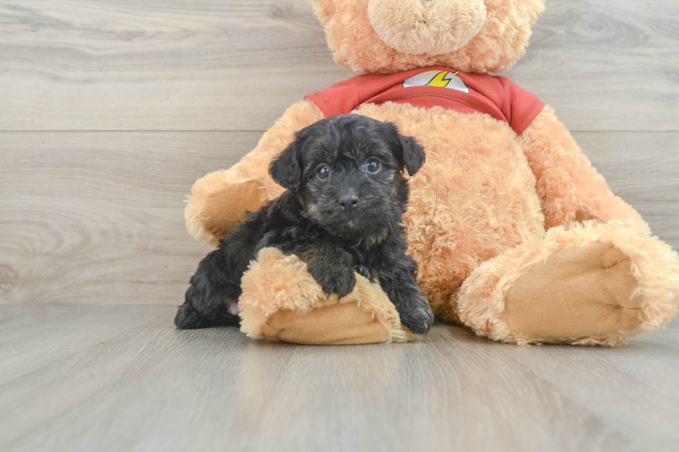 Yorkie Poo Pup Being Cute