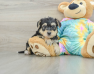 8 week old Yorkie Poo Puppy For Sale - Florida Fur Babies