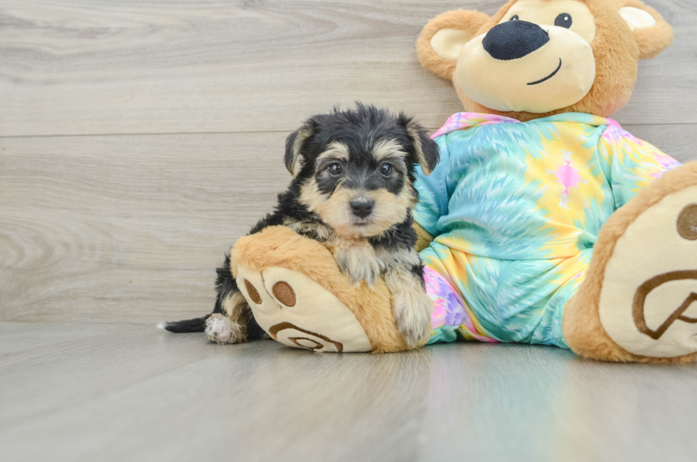 8 week old Yorkie Poo Puppy For Sale - Florida Fur Babies