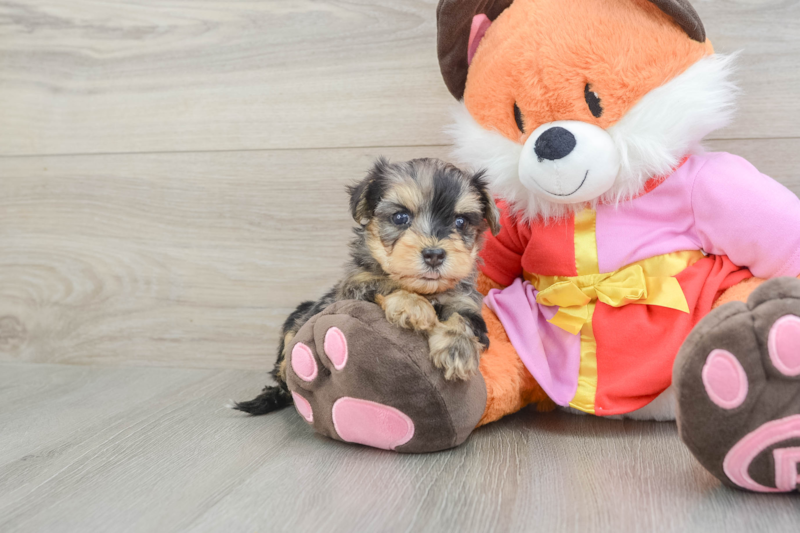 Meet Arnold - our Yorkie Poo Puppy Photo 1/3 - Florida Fur Babies