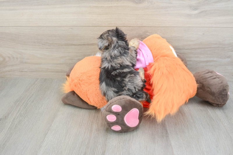 Meet Arnold - our Yorkie Poo Puppy Photo 2/3 - Florida Fur Babies