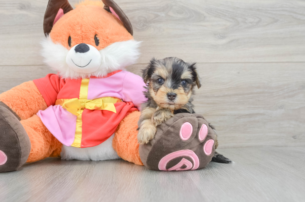 5 week old Yorkie Poo Puppy For Sale - Florida Fur Babies