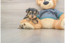 Yorkie Poo Pup Being Cute