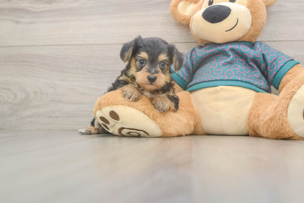Yorkie Poo Pup Being Cute