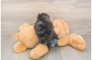 Cute Yorkie Poo Baby