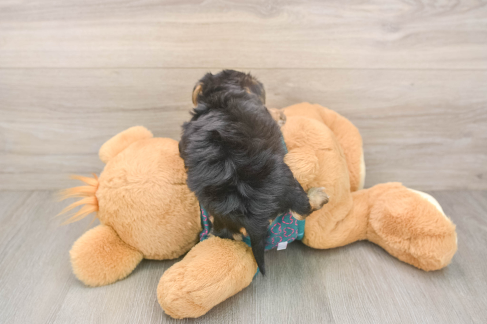 Cute Yorkie Poo Baby