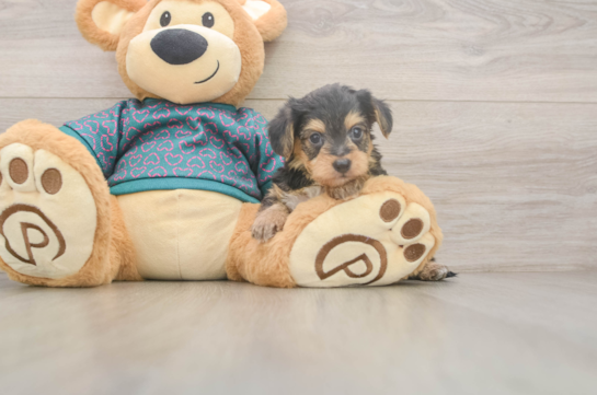 Friendly Yorkie Poo Baby