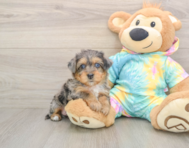 8 week old Yorkie Poo Puppy For Sale - Florida Fur Babies
