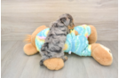 Little Yorkie Poodle Mix Poodle Mix Puppy