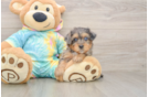 Best Yorkie Poo Baby