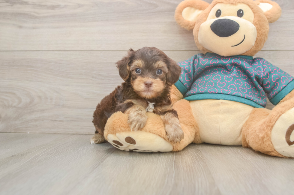 5 week old Yorkie Poo Puppy For Sale - Florida Fur Babies