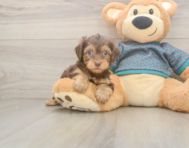 7 week old Yorkie Poo Puppy For Sale - Florida Fur Babies