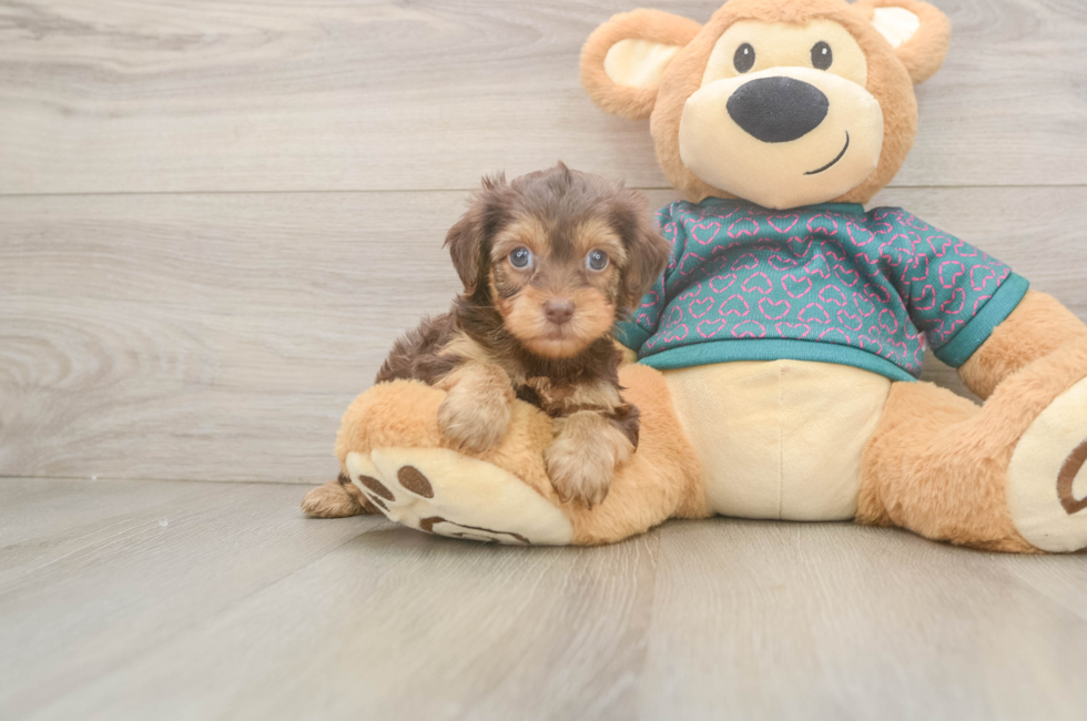 5 week old Yorkie Poo Puppy For Sale - Florida Fur Babies