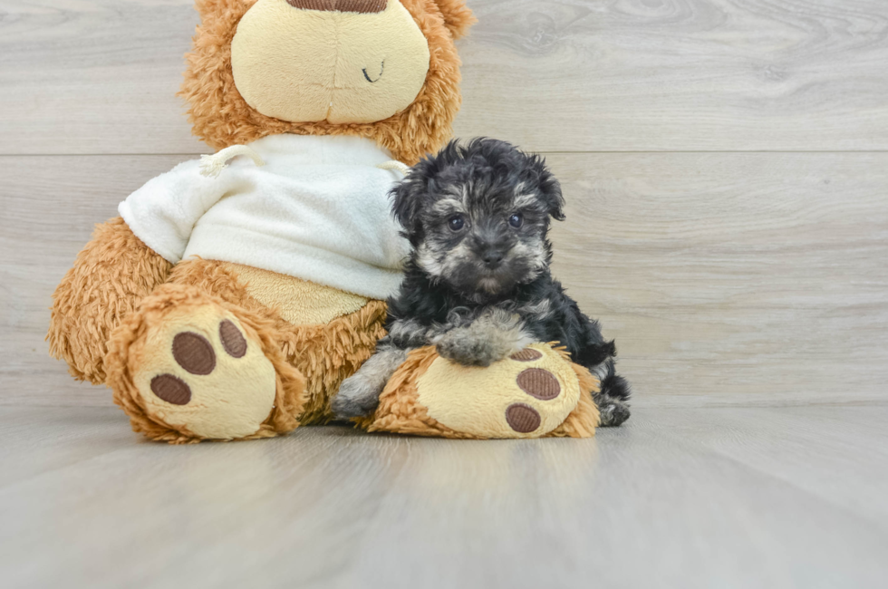 7 week old Yorkie Poo Puppy For Sale - Florida Fur Babies