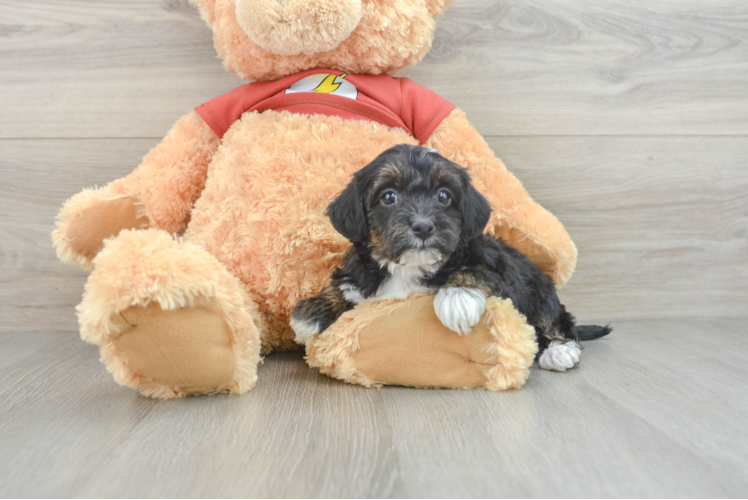 Hypoallergenic Yorkie Doodle Poodle Mix Puppy