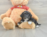 7 week old Yorkie Poo Puppy For Sale - Florida Fur Babies