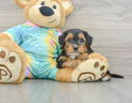 8 week old Yorkie Poo Puppy For Sale - Florida Fur Babies