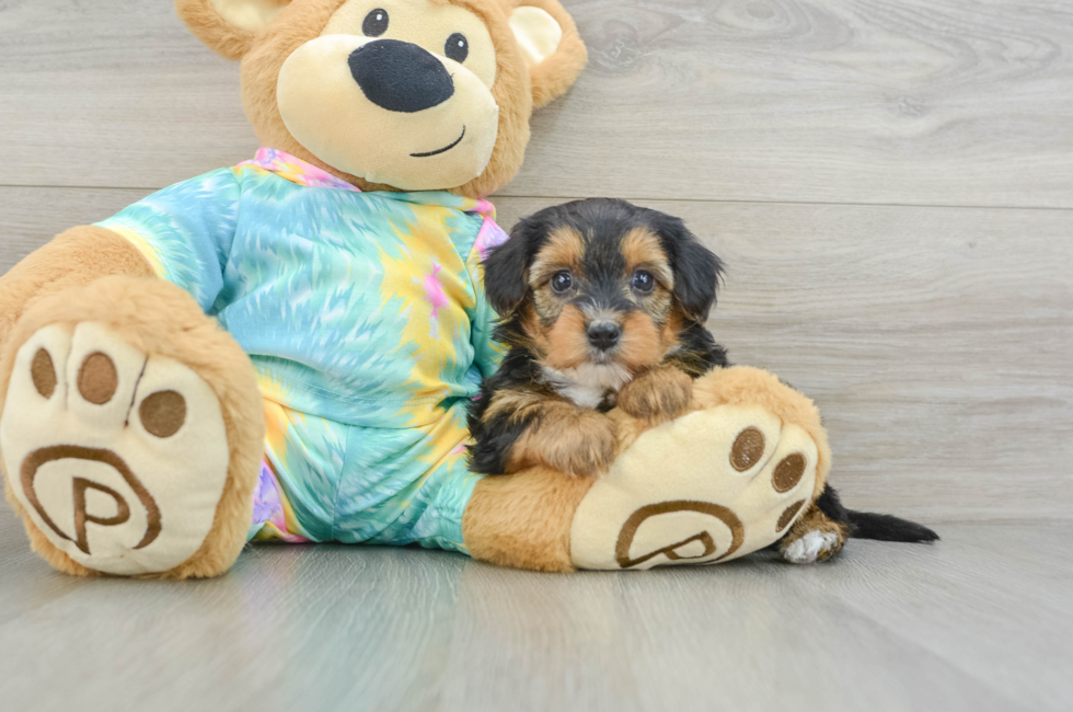 8 week old Yorkie Poo Puppy For Sale - Florida Fur Babies