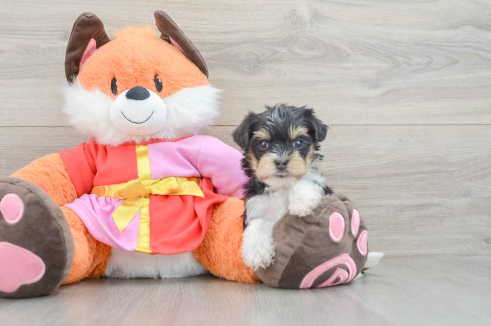 5 week old Yorkie Poo Puppy For Sale - Florida Fur Babies