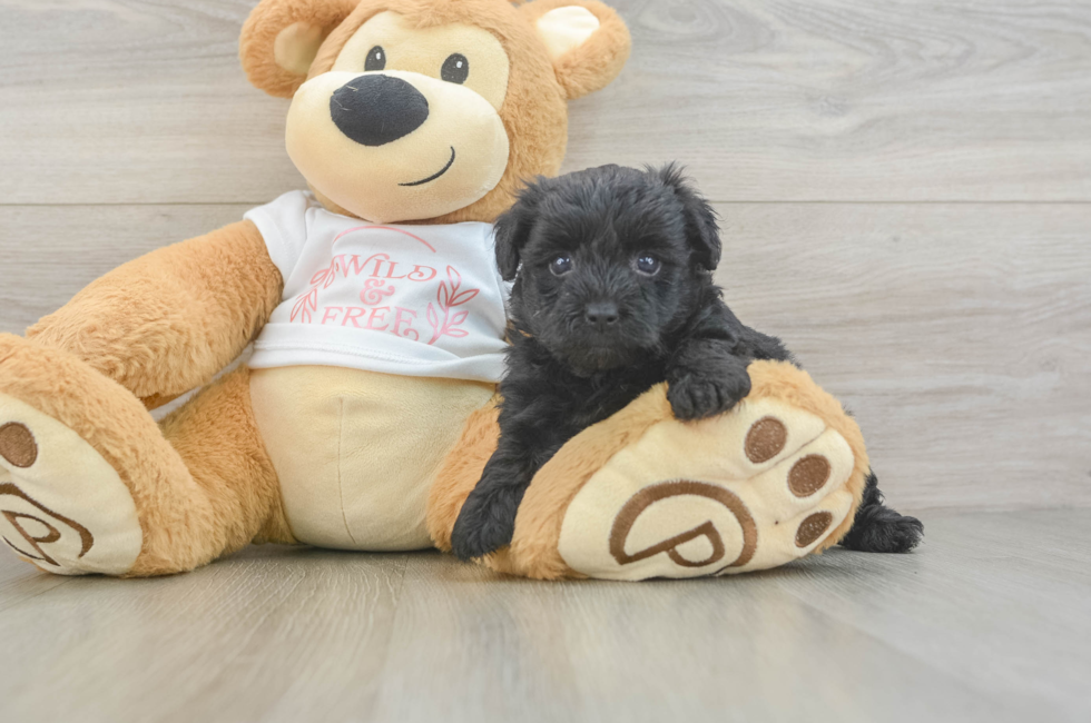 5 week old Yorkie Poo Puppy For Sale - Florida Fur Babies