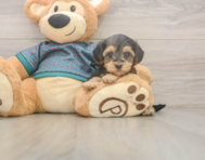 8 week old Yorkie Poo Puppy For Sale - Florida Fur Babies