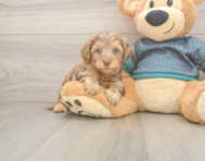 7 week old Yorkie Poo Puppy For Sale - Florida Fur Babies