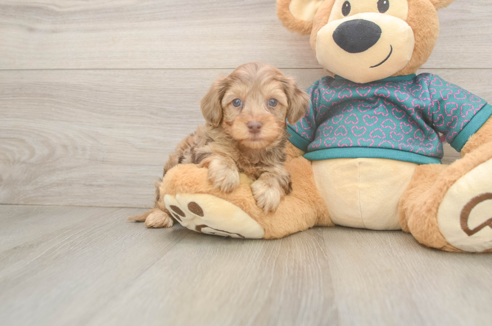5 week old Yorkie Poo Puppy For Sale - Florida Fur Babies