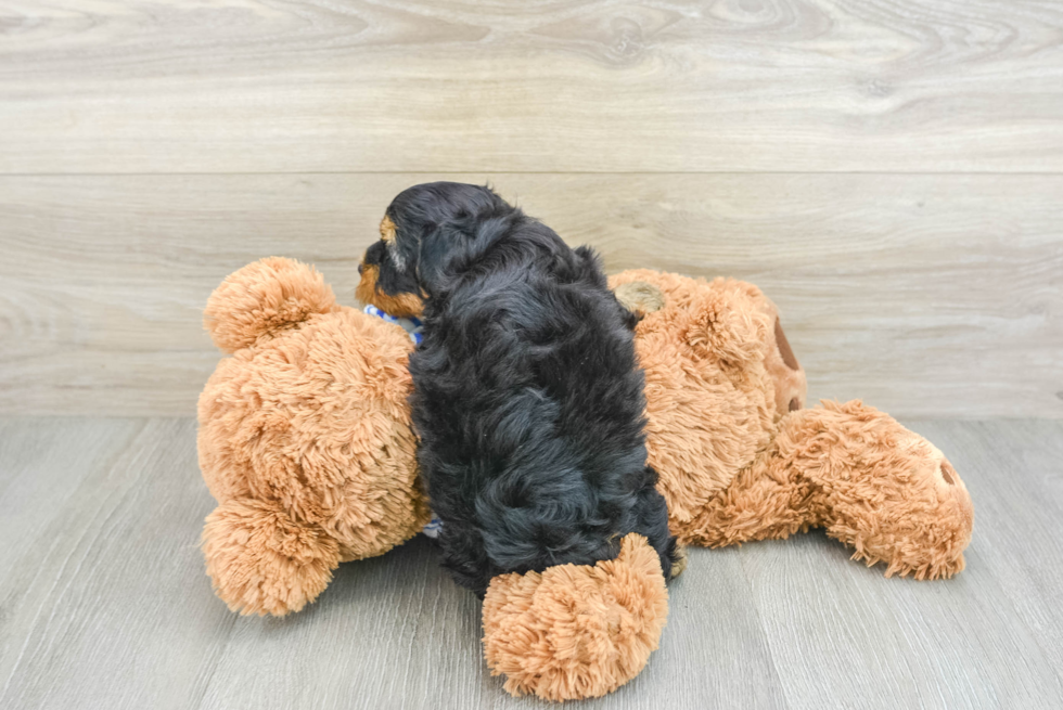 Cute Yorkie Poo Baby