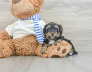 7 week old Yorkie Poo Puppy For Sale - Florida Fur Babies