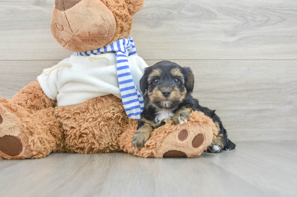 6 week old Yorkie Poo Puppy For Sale - Florida Fur Babies