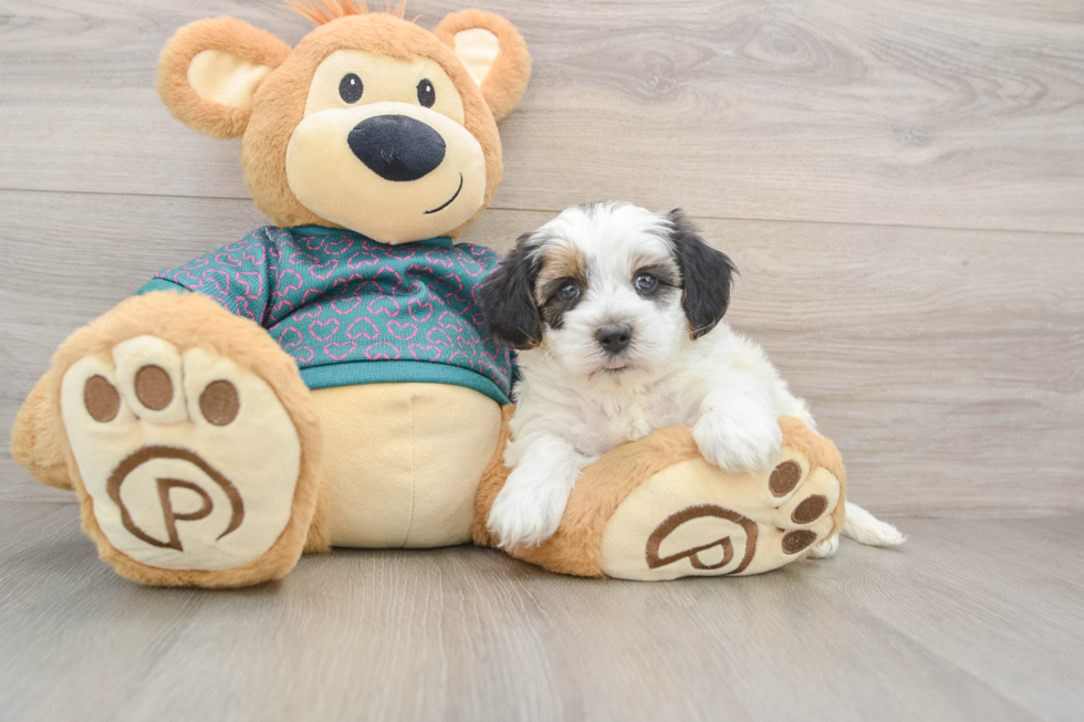 Best Yorkie Poo Baby