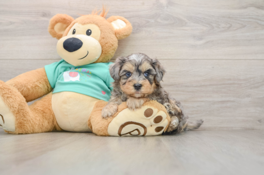 Petite Yorkie Poo Poodle Mix Pup